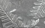 Wide Fossil Seed Fern Plate - Pennsylvania #65904-1